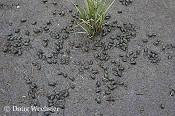 Mud Dog Whelk _F2B3390.jpg - 72688 Bytes